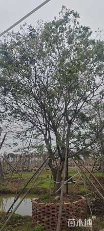 60公分朴树