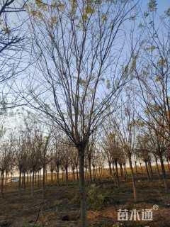 12公分国槐