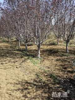 10公分日本红枫