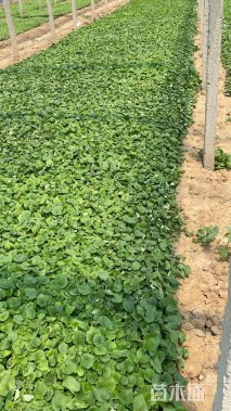 高度30厘米芙蓉葵