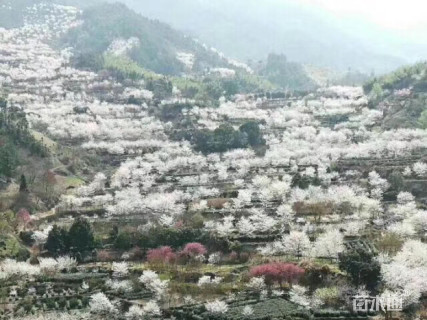 15公分染井吉野樱