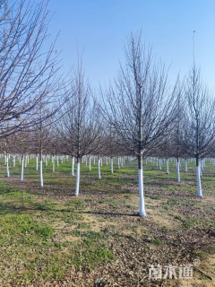 15公分欧洲小叶椴