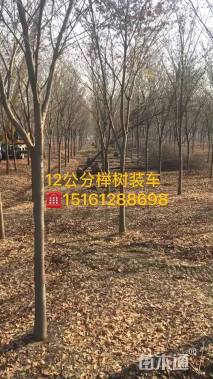 12公分榉树