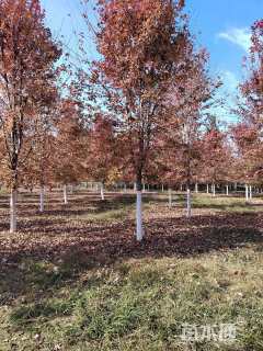 14公分美国红枫