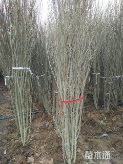 高度350厘米丛生木槿