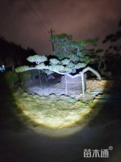 高度160厘米黑松