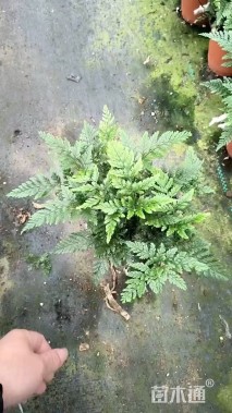 高度2030厘米狼尾草