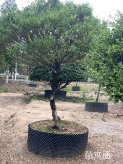 高度3800厘米瓜子黄杨