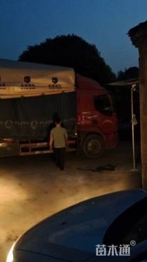 12.1公分中国红枫