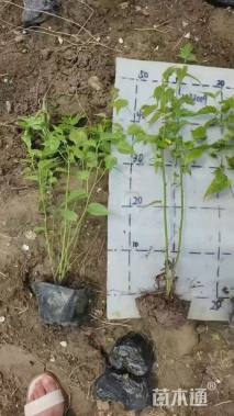 高度40厘米棣棠