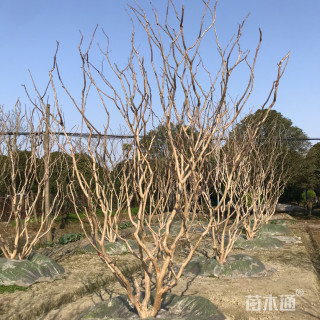 高度3500厘米丛生紫薇