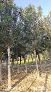 12公分秋紫白蜡