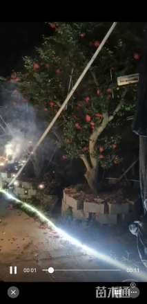 高度300厘米茶梅