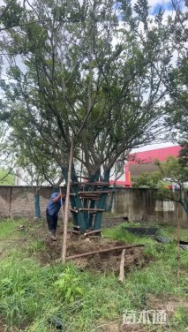 70公分(5杆)丛生香樟