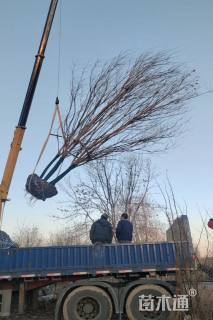 高度700厘米丛生国槐