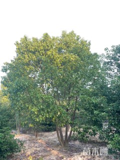 70公分丛生香樟