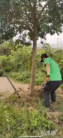 18公分大叶女贞