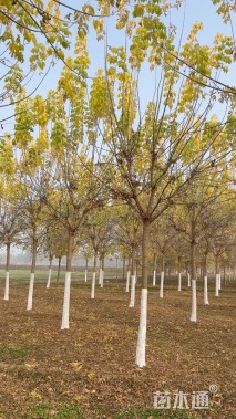 10公分金叶复叶槭