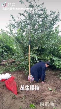 高度500厘米丛生蜡梅