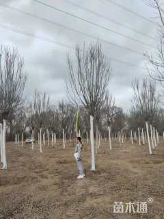 16公分秋紫白蜡