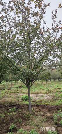 13公分北美海棠