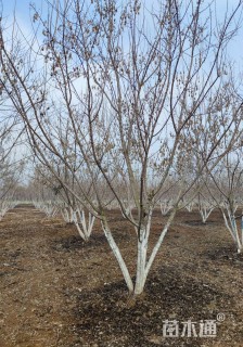 高度700厘米丛生茶条槭