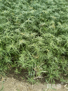 高度50厘米旱伞草