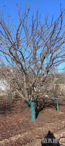 20公分日本晚樱