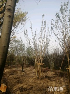 40公分丛生乌桕