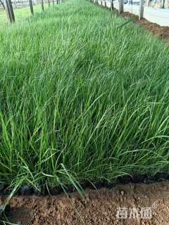 高度30厘米火炬花