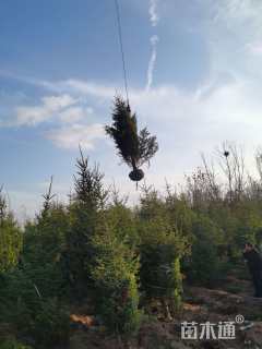 高度500厘米云杉