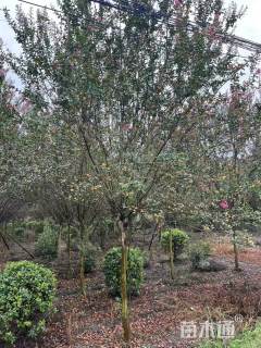 16公分川红紫薇