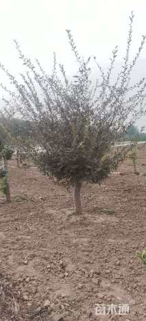 14公分垂丝海棠