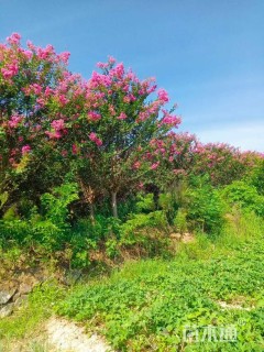 12公分四川红紫薇