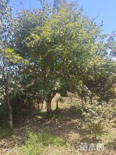 18公分日本红枫