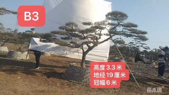 33公分造型油松