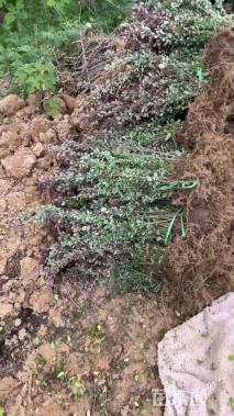 高度60厘米紫叶小檗