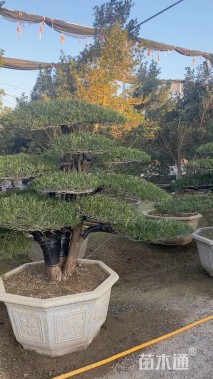 容器苗造型罗汉松