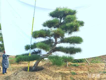 23公分造型黑松