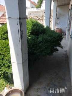 高度2500厘米雀舌黄杨