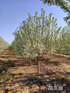 10公分八棱海棠