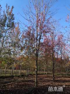 15公分美国红枫