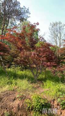 20公分中国红枫