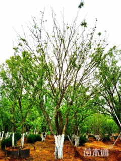 60公分丛生榔榆