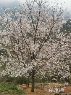 20公分染井吉野樱