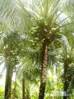 裸干高300厘米椰子树
