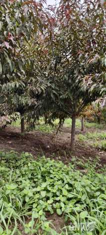 16公分红叶碧桃