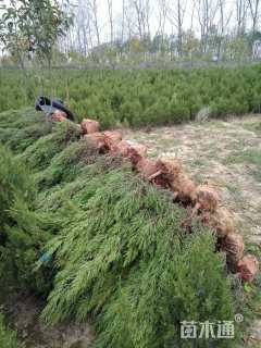 高度70厘米塔柏