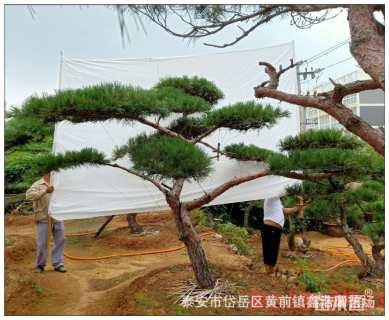 高度200厘米油松