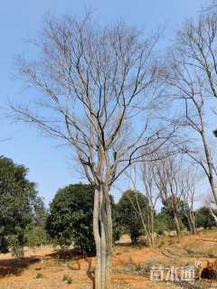 30公分丛生朴树